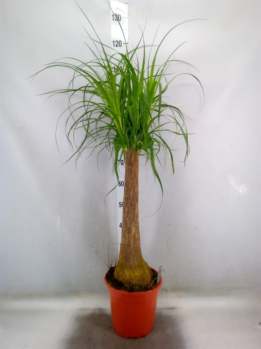 <h4>Beaucarnea recurvata</h4>