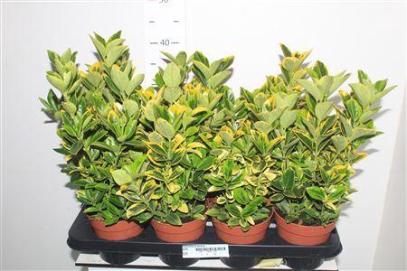<h4>Euonymus Ja Aureus</h4>
