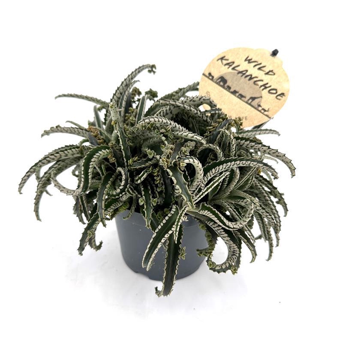 <h4>KALANCHOE DAIGREMONTIANA P12 WILD OCTOPUS</h4>