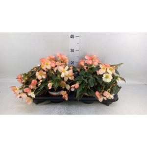 Begonia boliv. 'Beauvilia Salmon'