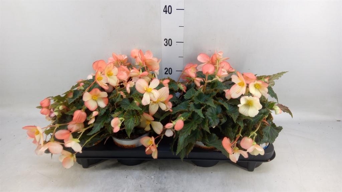 <h4>Begonia boliv. 'Beauvilia Salmon'</h4>