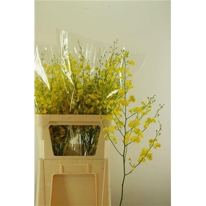 ONCIDIUM HONEY ANGEL XL