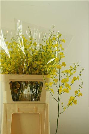 <h4>ONCIDIUM HONEY ANGEL XL</h4>