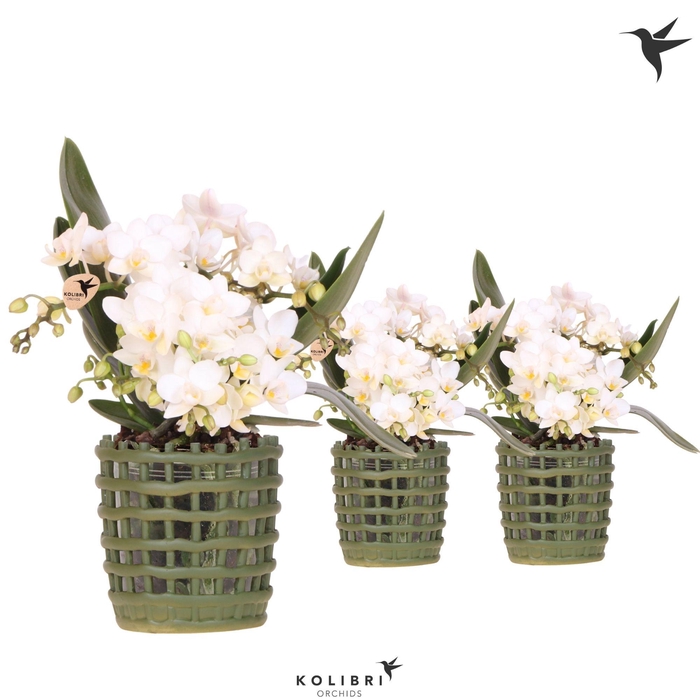 <h4>Kolibri Orchids Phalaenopsis Nazare 4 spike in Mesh pot green</h4>