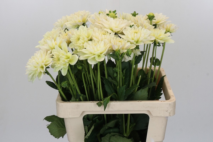 <h4>Dahlia Champagne</h4>