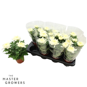 Deco Chrysant Cosmo Wit 12cm 3pp