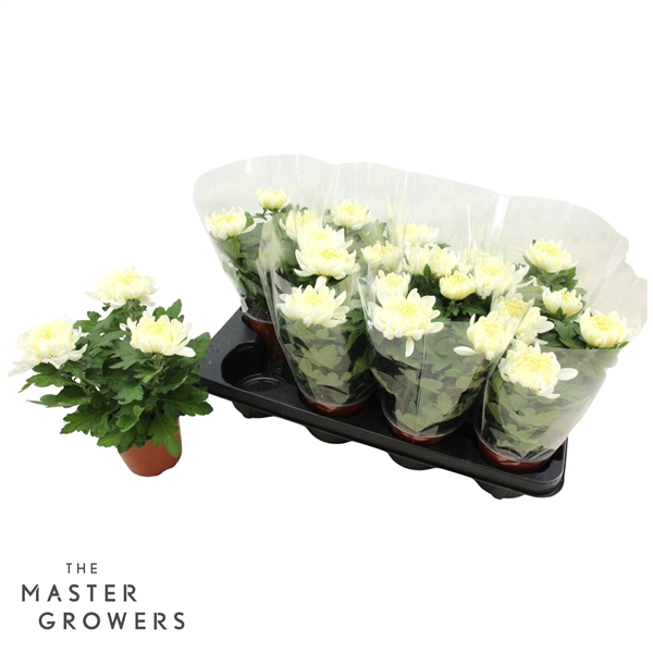 <h4>Deco Chrysant Cosmo Wit 12cm 3pp</h4>