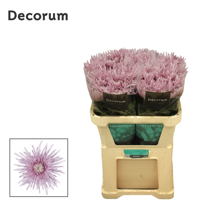 <h4>Chr G Cipria VBA</h4>