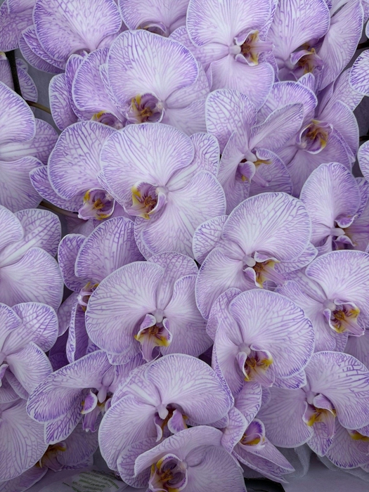 <h4>Phal Coloured Violet</h4>