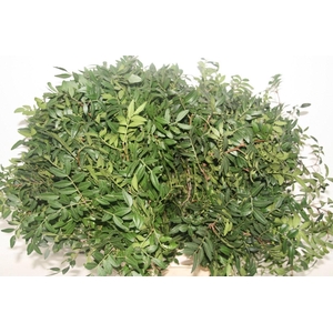 Pistache Spa 60 Cm Rimgreens Per Bos