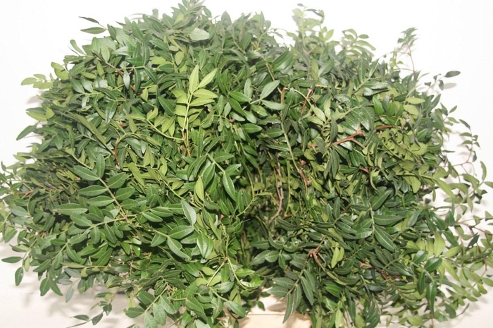 <h4>Pistache Spa 60 Cm Rimgreens Per Bos</h4>