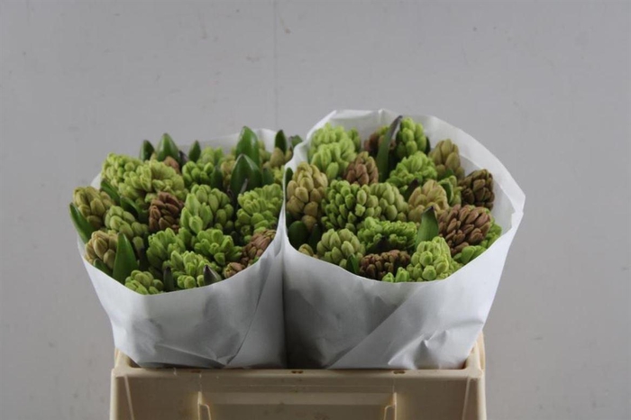 <h4>Hyac Gemengd Pastel</h4>