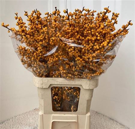 <h4>Ilex Ve Golden Verboom</h4>