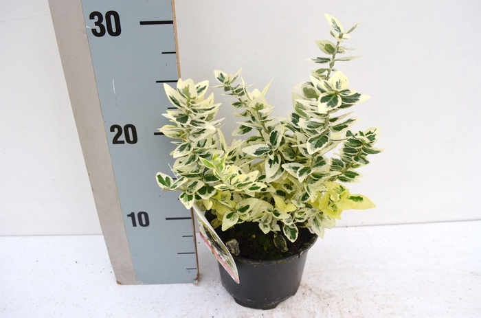 <h4>Euonymus fortunei Dan's Delight</h4>