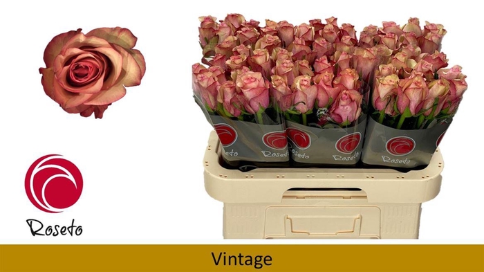 <h4>R Gr Vintage</h4>