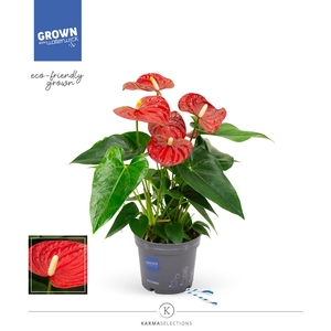 Anthurium andr. 'Karma Red'
