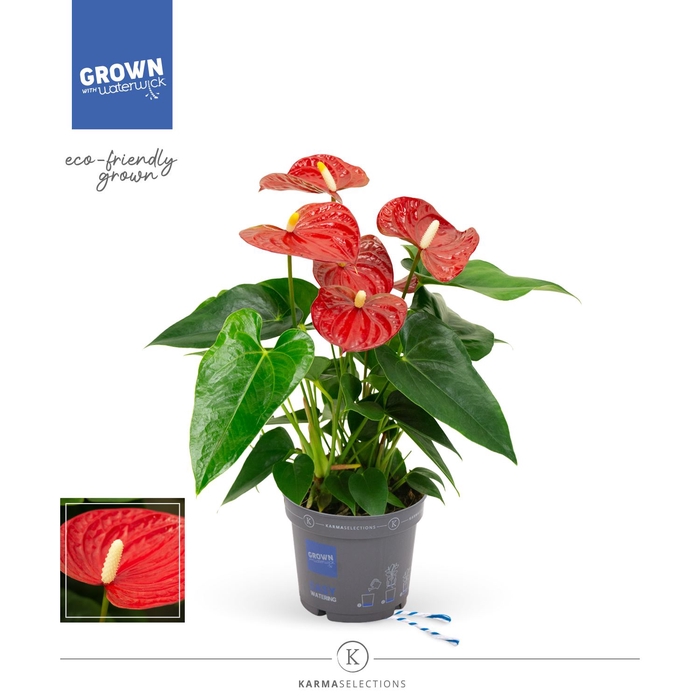 <h4>Anthurium andr. 'Karma Red'</h4>