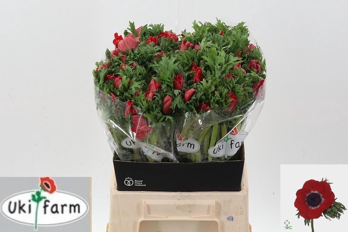 <h4>Anem Gall Rood</h4>