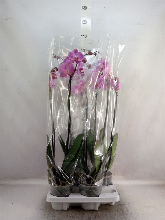 <h4>Phalaenopsis   ...rose</h4>