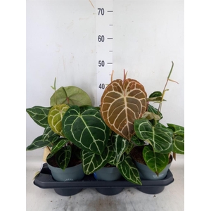 Anthurium crys. 'Karma Crystal Hyb'