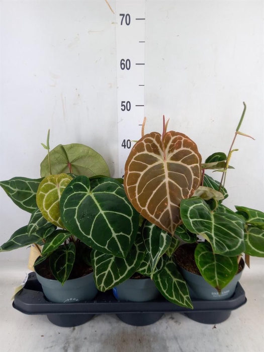 <h4>Anthurium crys. 'Karma Crystal Hyb'</h4>