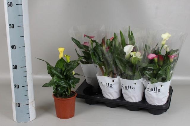 <h4>ZANT GEM 5 KL</h4>