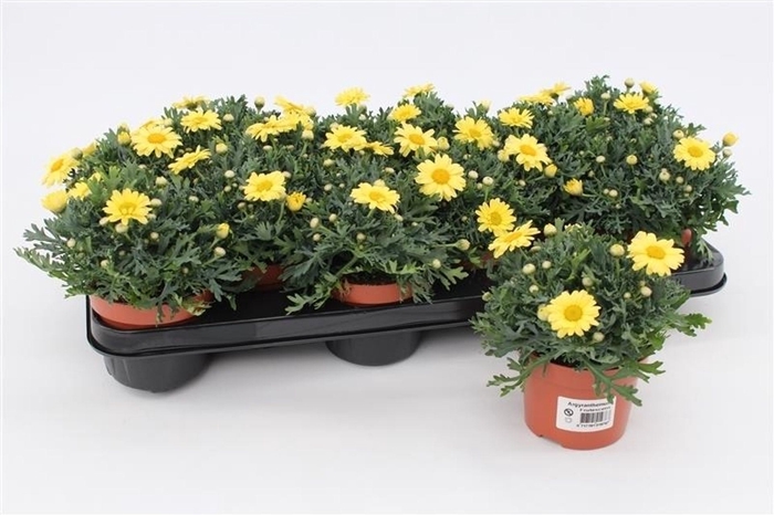 <h4>Argyranthemum La Rita Yellow</h4>
