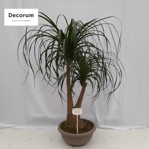 Beaucarnea vertakt op nummer 46