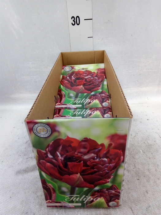 <h4>Tulipa   ...flowerbulbs</h4>