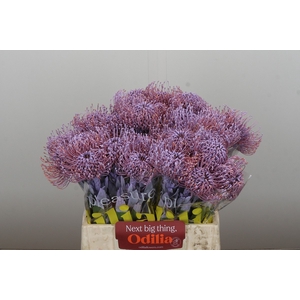 Nutans Painted Milka