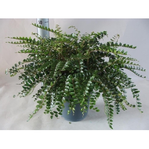Asplenium   ...