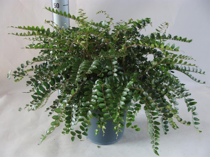 <h4>Asplenium   ...</h4>