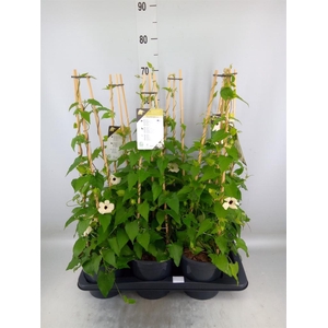 Thunbergia nana 'Snow White'