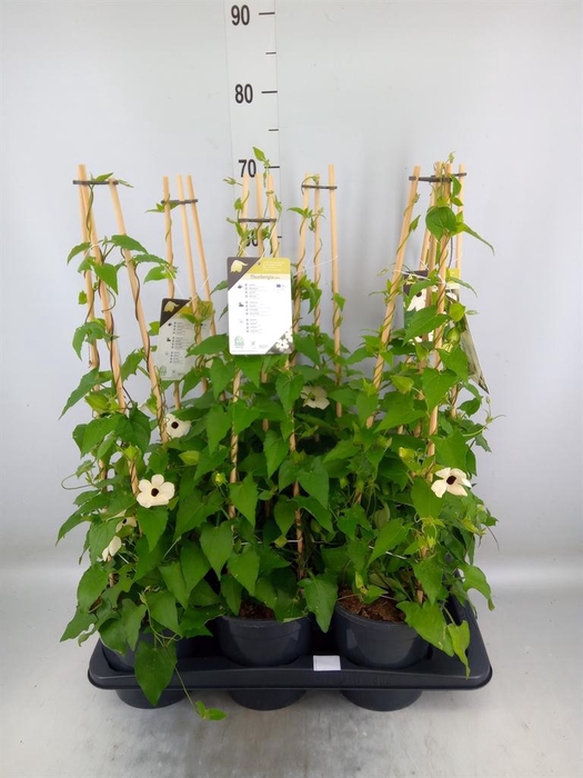 <h4>Thunbergia nana 'Snow White'</h4>