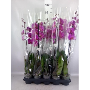 Phalaenopsis   ...lilac