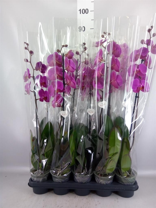 <h4>Phalaenopsis   ...lilac</h4>