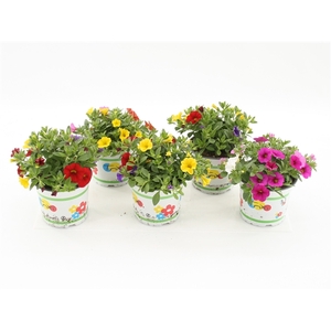 Calibrachoa Trixi Mixlaag