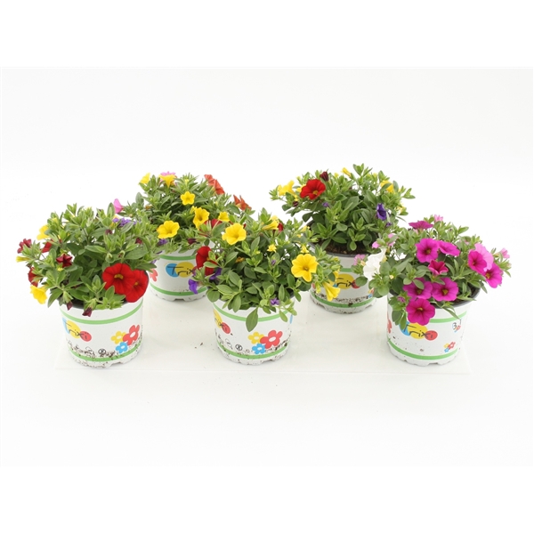 <h4>Calibrachoa Trixi Mixlaag</h4>