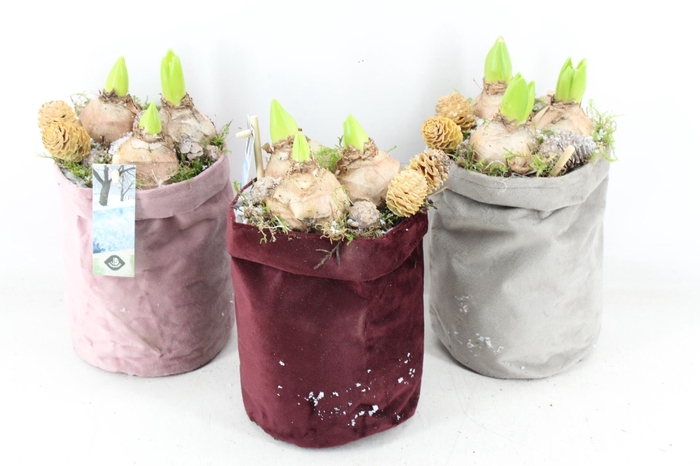 <h4>arr4 Hyacint JS - Katoen zak mix</h4>