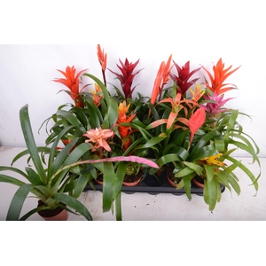 BROMELIA GEM 15 SRT