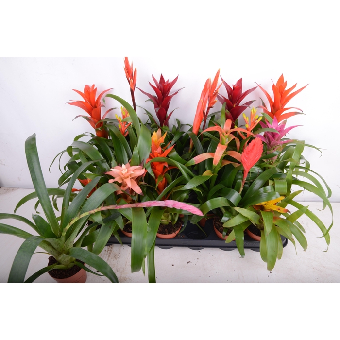 <h4>BROMELIA GEM 15 SRT</h4>