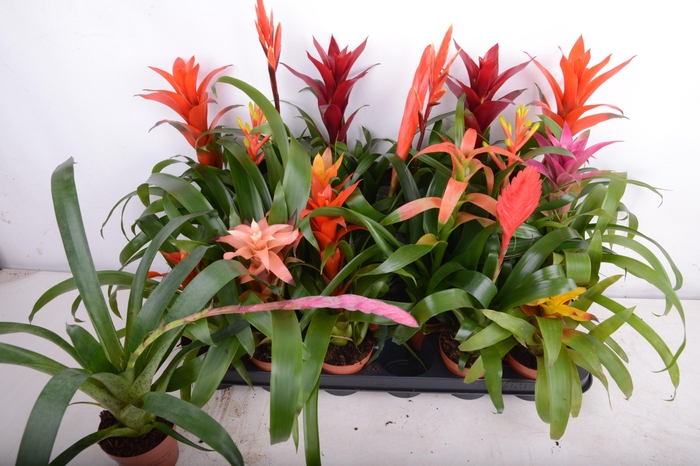 BROMELIA GEM 15 SRT