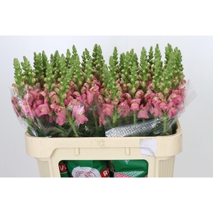 Antirrhinum Opus Pink
