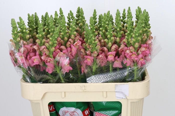<h4>Antirrhinum Opus Pink</h4>