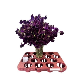 LATHYR WI SUNSH NAVY