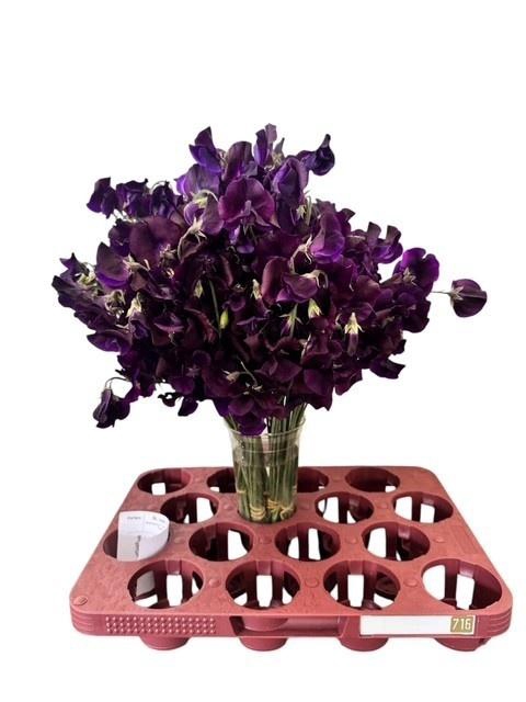 <h4>LATHYR WI SUNSH NAVY</h4>