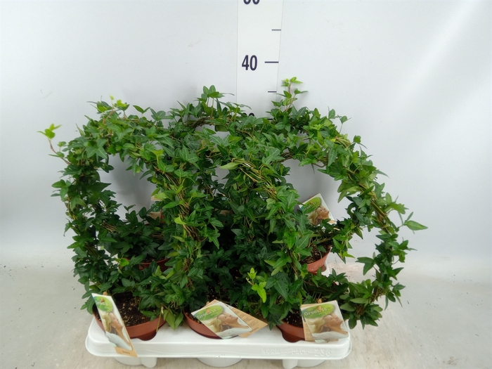 <h4>Hedera   ...green leafed</h4>