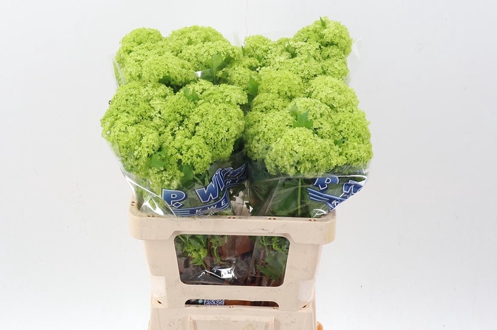 <h4>Viburnum Roseum St</h4>