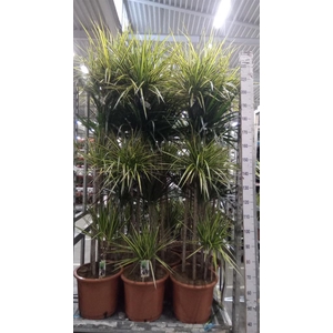 Dracaena   ...mix
