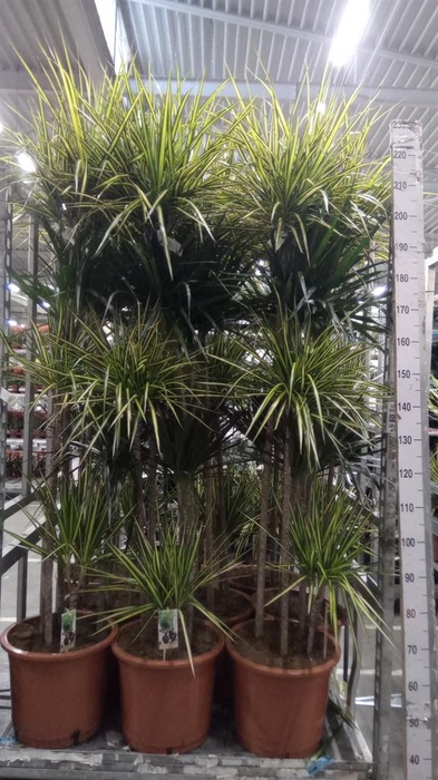 <h4>Dracaena   ...mix</h4>